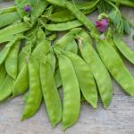 Légumes Secs - Pois Mangetout Corne de Bélier - 20 m - face recto